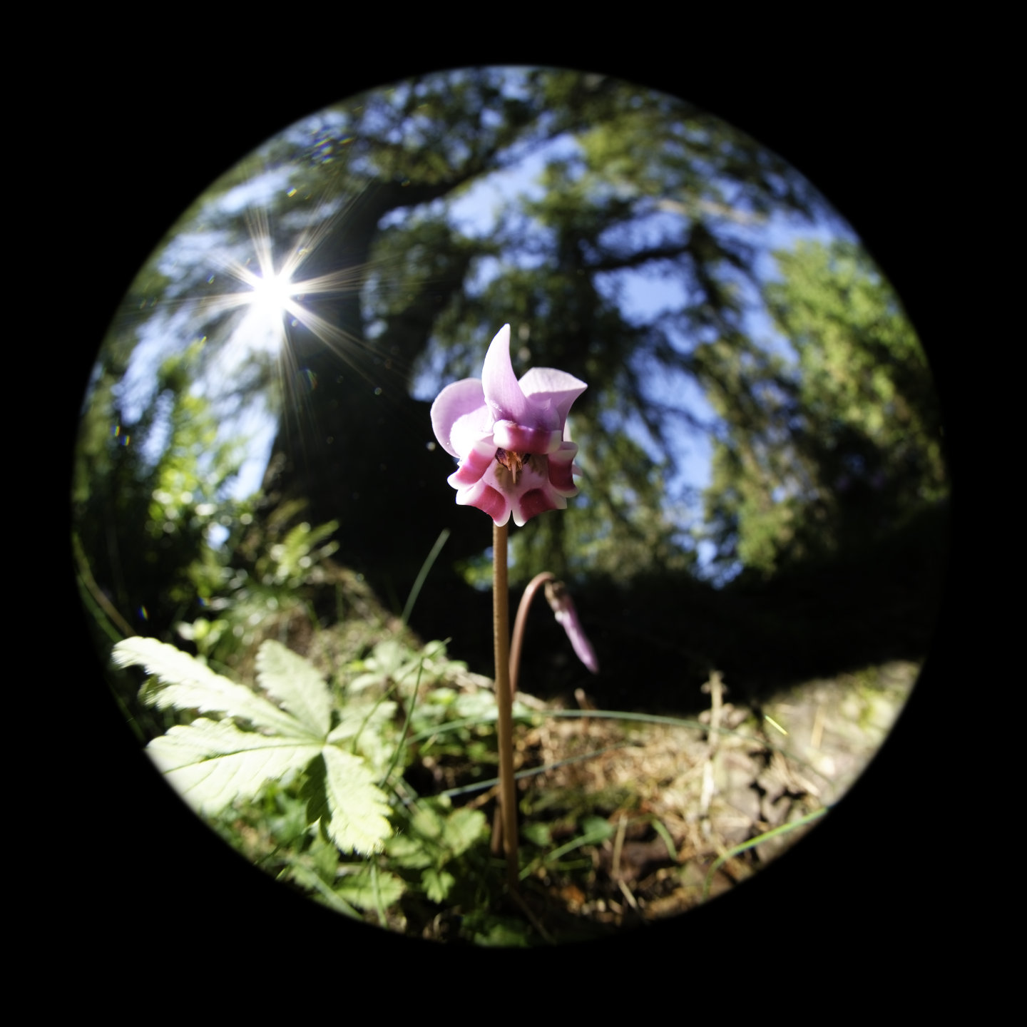 Small splendour. © 2026.