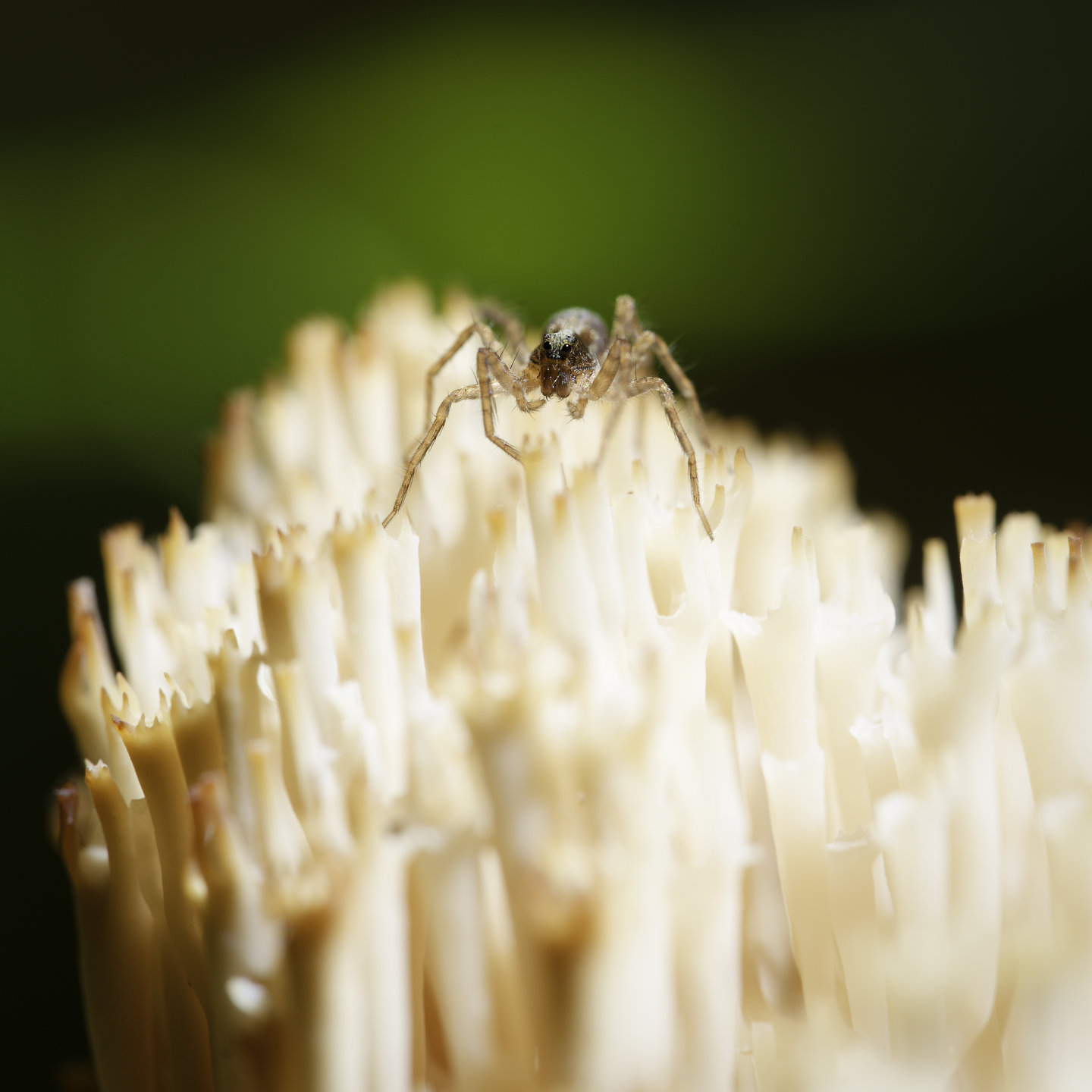 Small spider. © 2026.