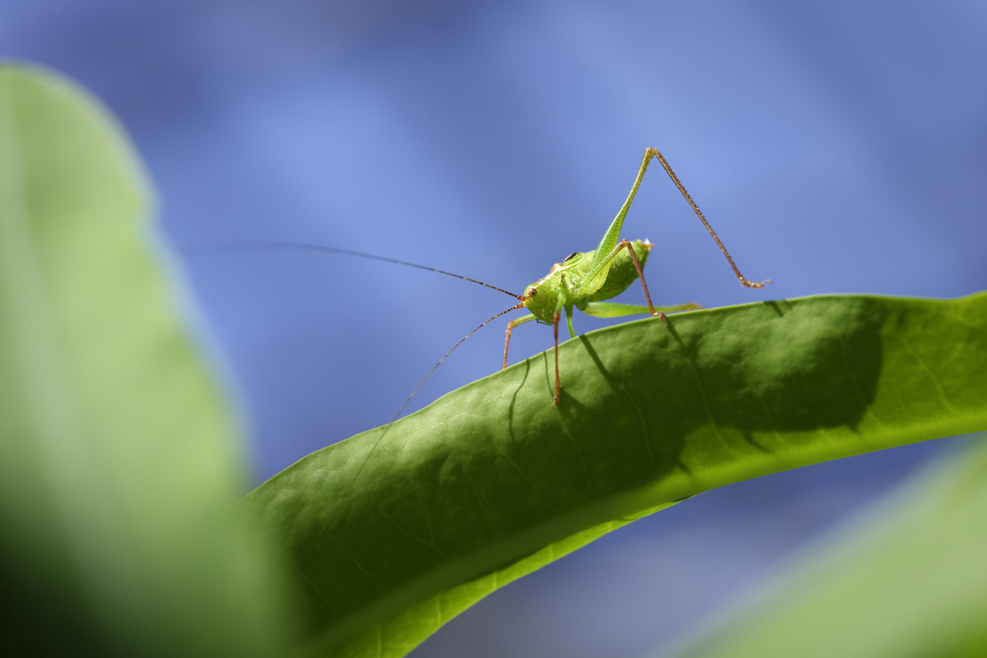 Small insect. © 2026.