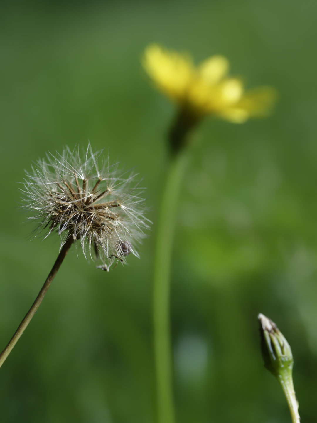 Dandelion – three life stages. © 2026.