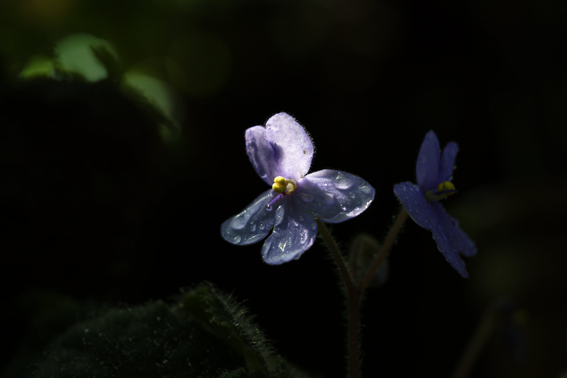 Small flower. © 2026.