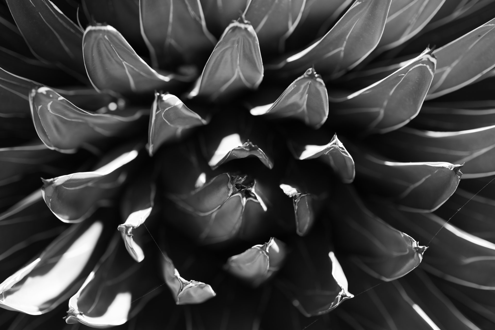 Succulent #1 © 2026.