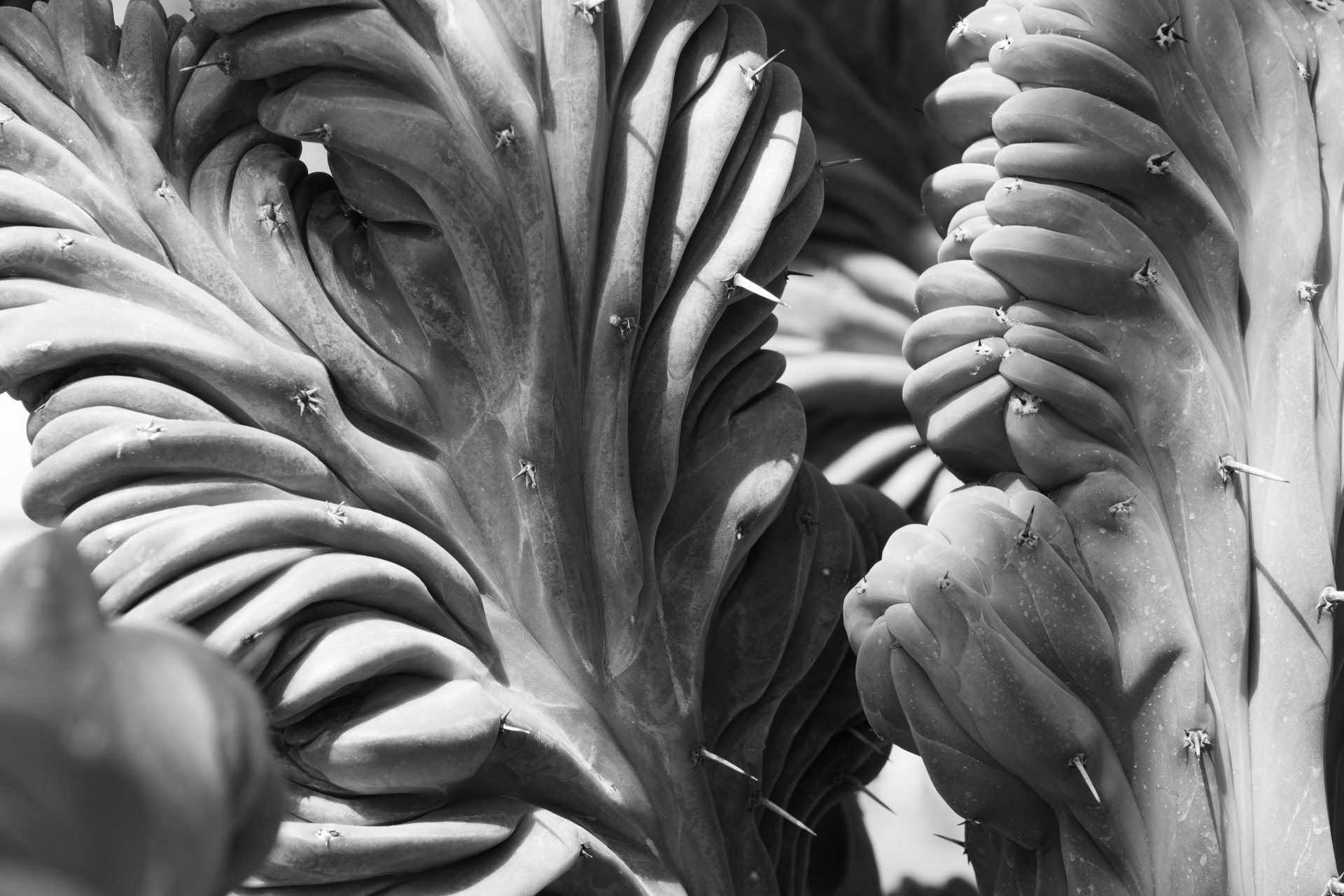 Succulent #2 © 2026.