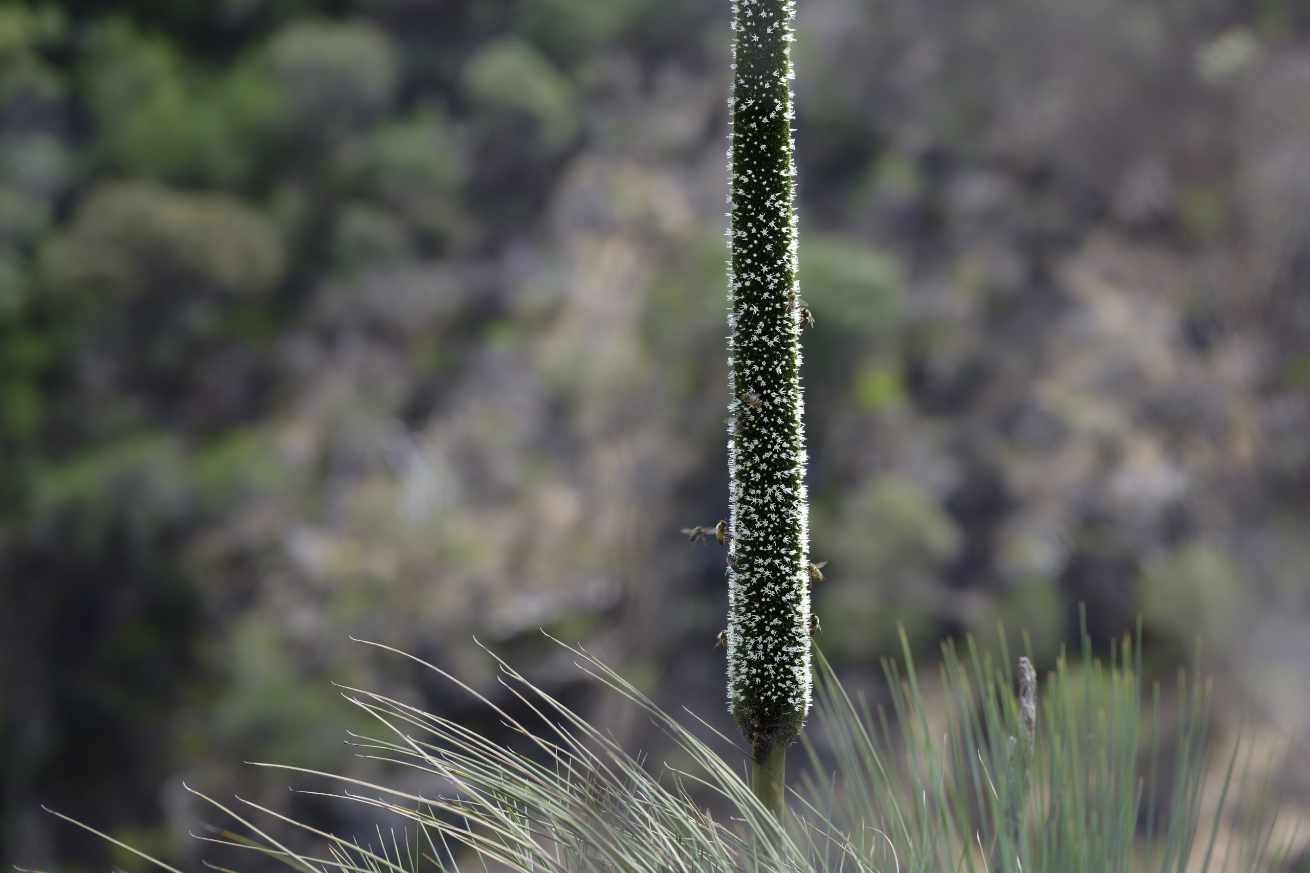Xanthorrhoea © 2026. This work is openly licensed via CC BY-NC 4.0