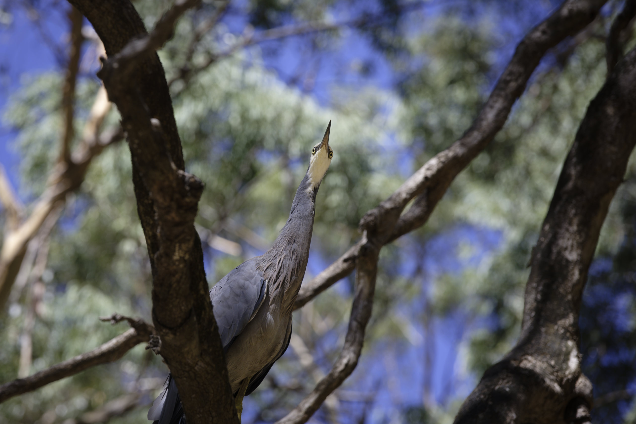 The trees have eyes © 2026. This work is openly licensed via CC BY-NC 4.0