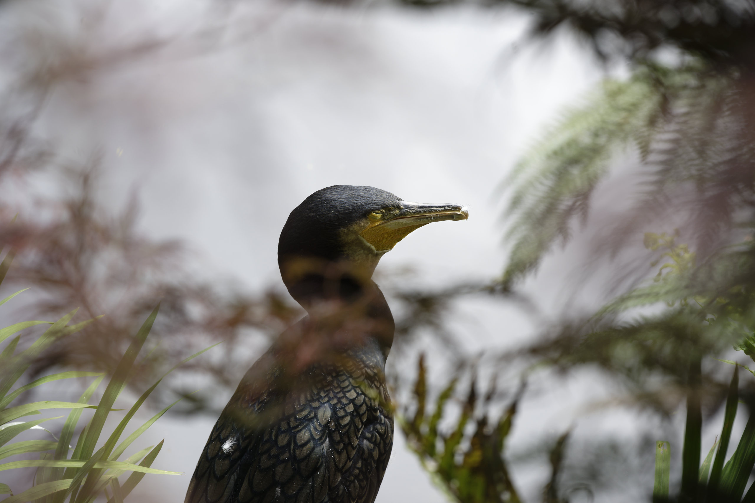 Sleeping shag © 2026. This work is openly licensed via CC BY-NC 4.0