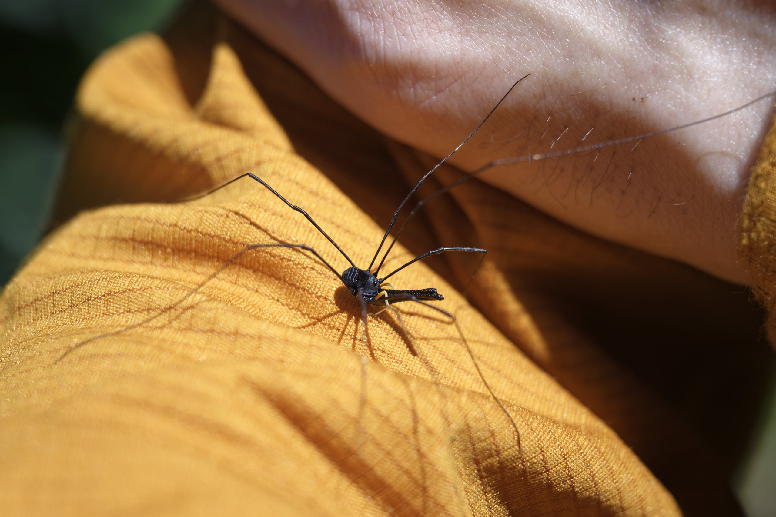 Harvestman (Opiliones), I think Pantopsalisgenus. Note the enormous chelicerae (mouth parts) that are many times longer than their bodies! It’s thought that they use these for fighting. © 2026. This work is openly licensed via CC BY-NC 4.0