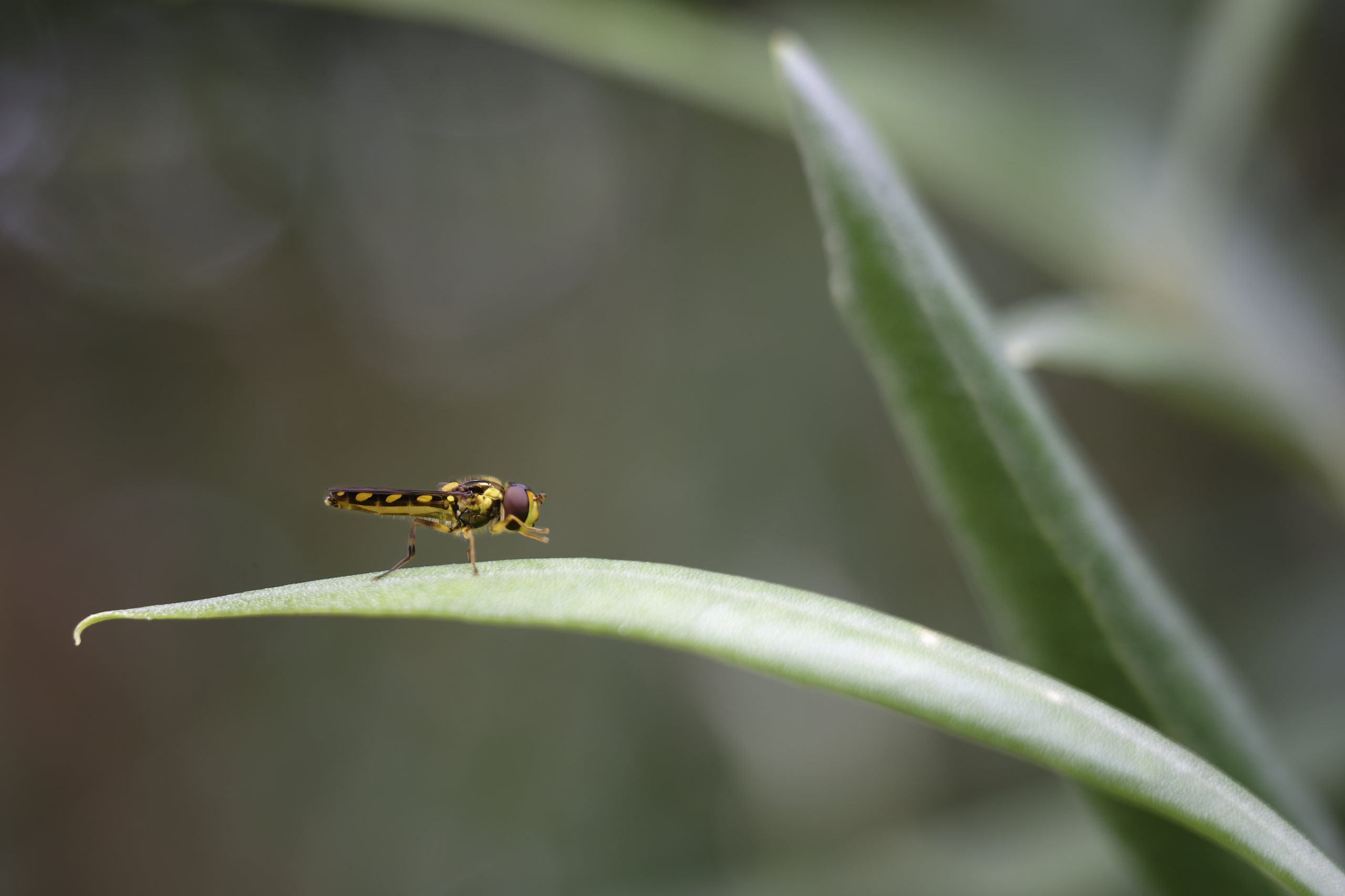 Fly (Diptera) © 2026. This work is openly licensed via CC BY-NC 4.0