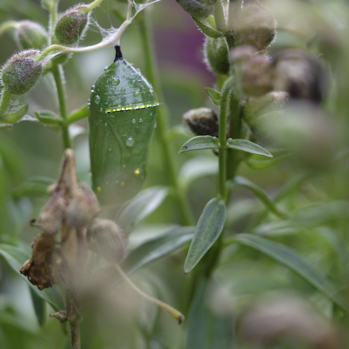 Golden © 2026. This work is openly licensed via CC BY-NC 4.0