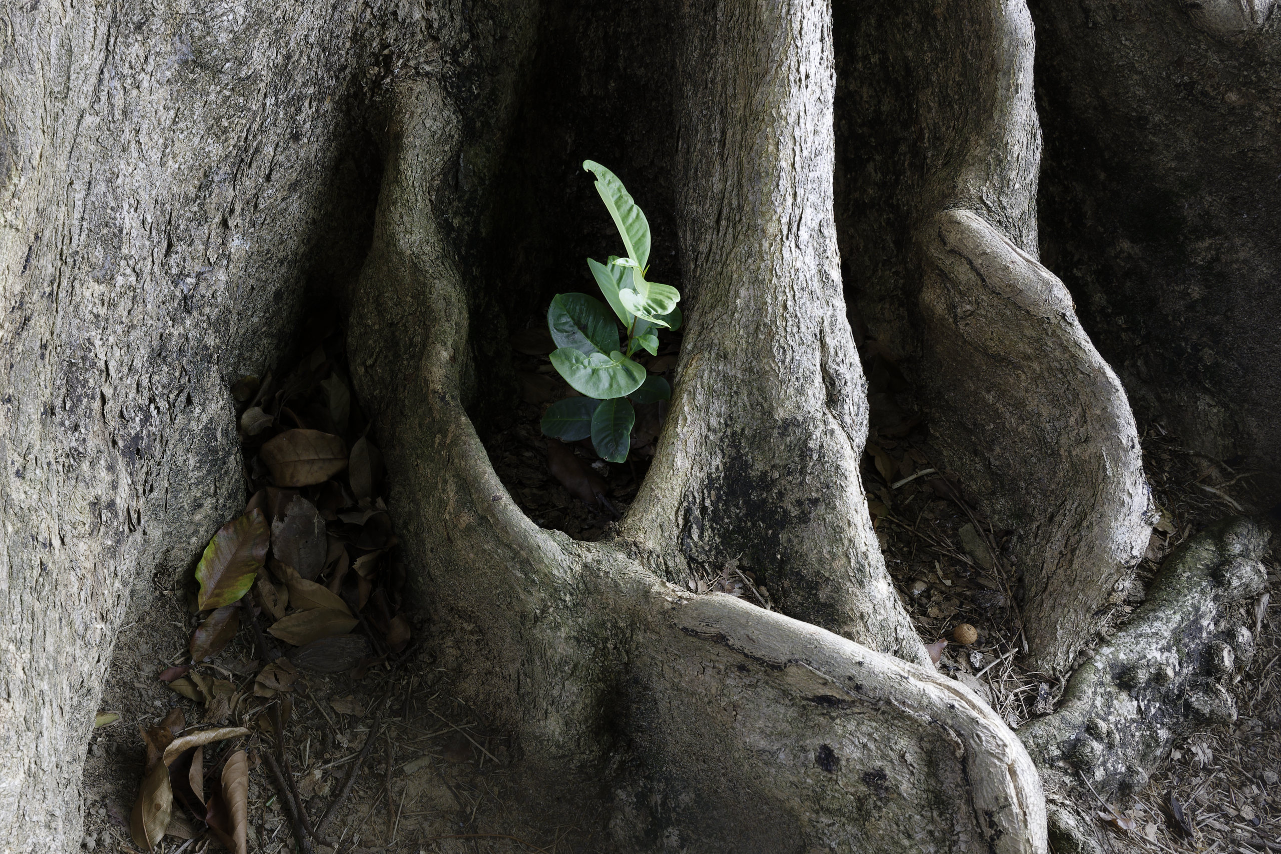 Sanctuary. © 2026. This work is openly licensed via CC BY-NC 4.0