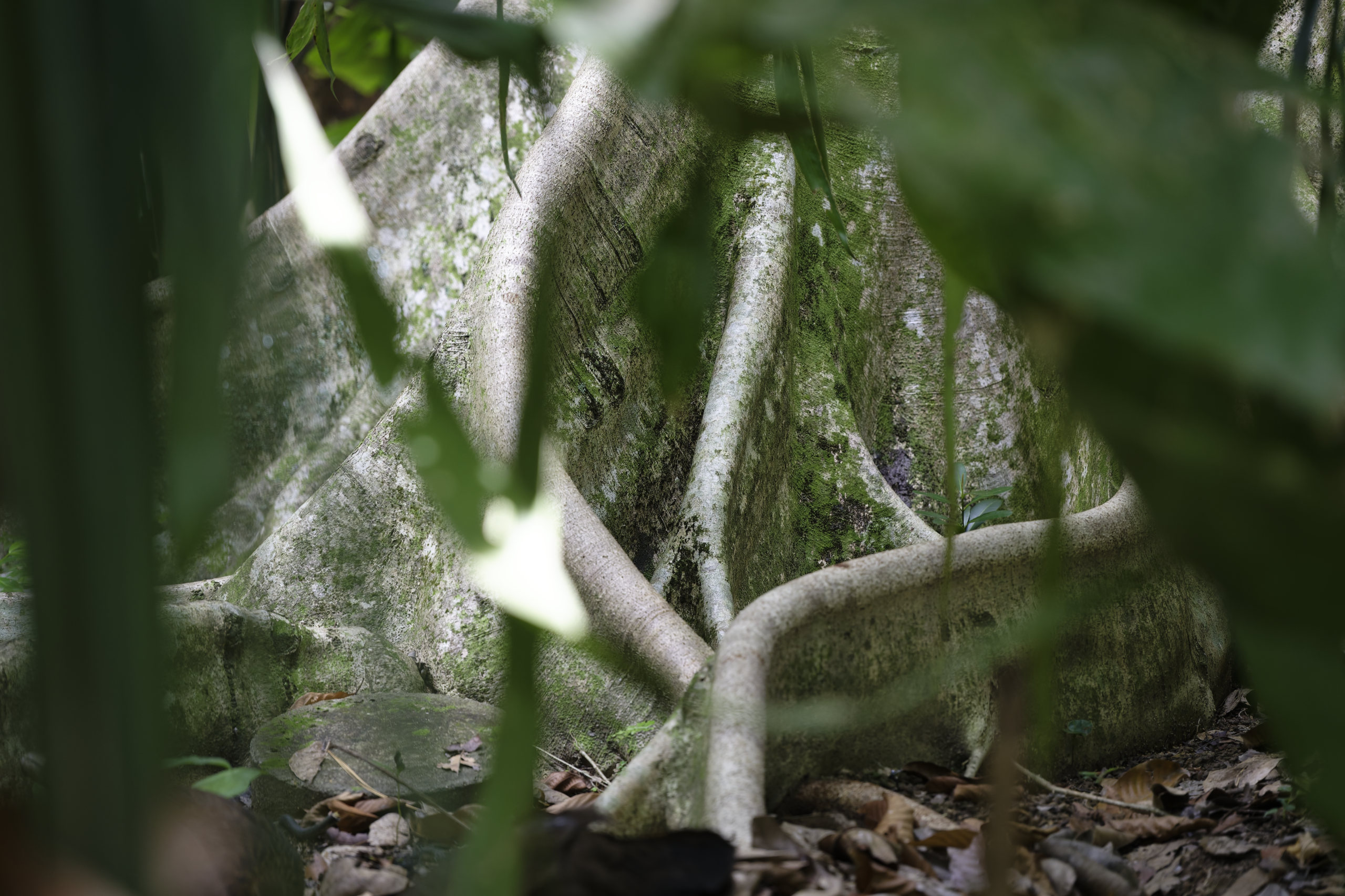 Buttress. © 2026. This work is openly licensed via CC BY-NC 4.0