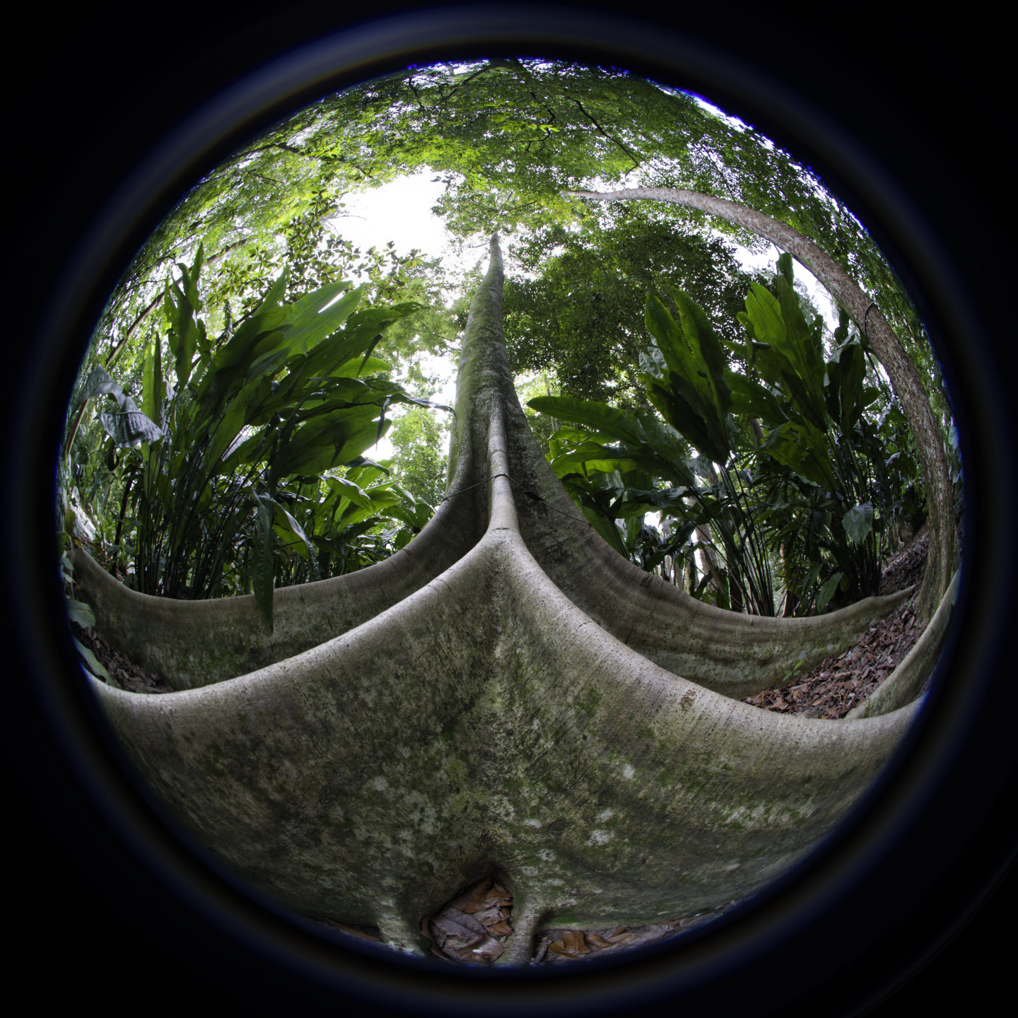 Forest giant. © 2026. This work is openly licensed via CC BY-NC 4.0