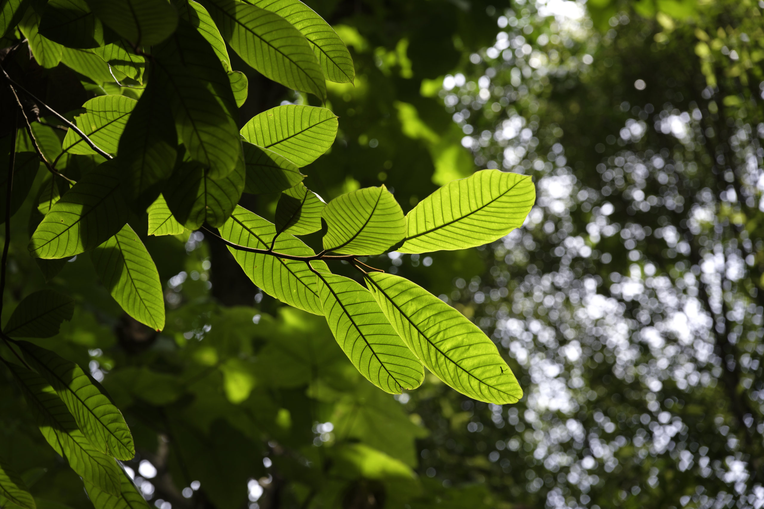 Forest gold. © 2026. This work is openly licensed via CC BY-NC 4.0