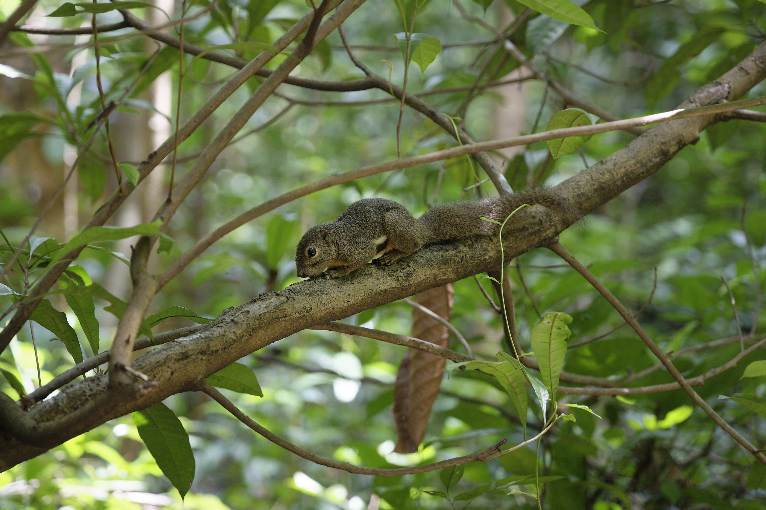 Callosciurus notatus. © 2026. This work is openly licensed via CC BY-NC 4.0