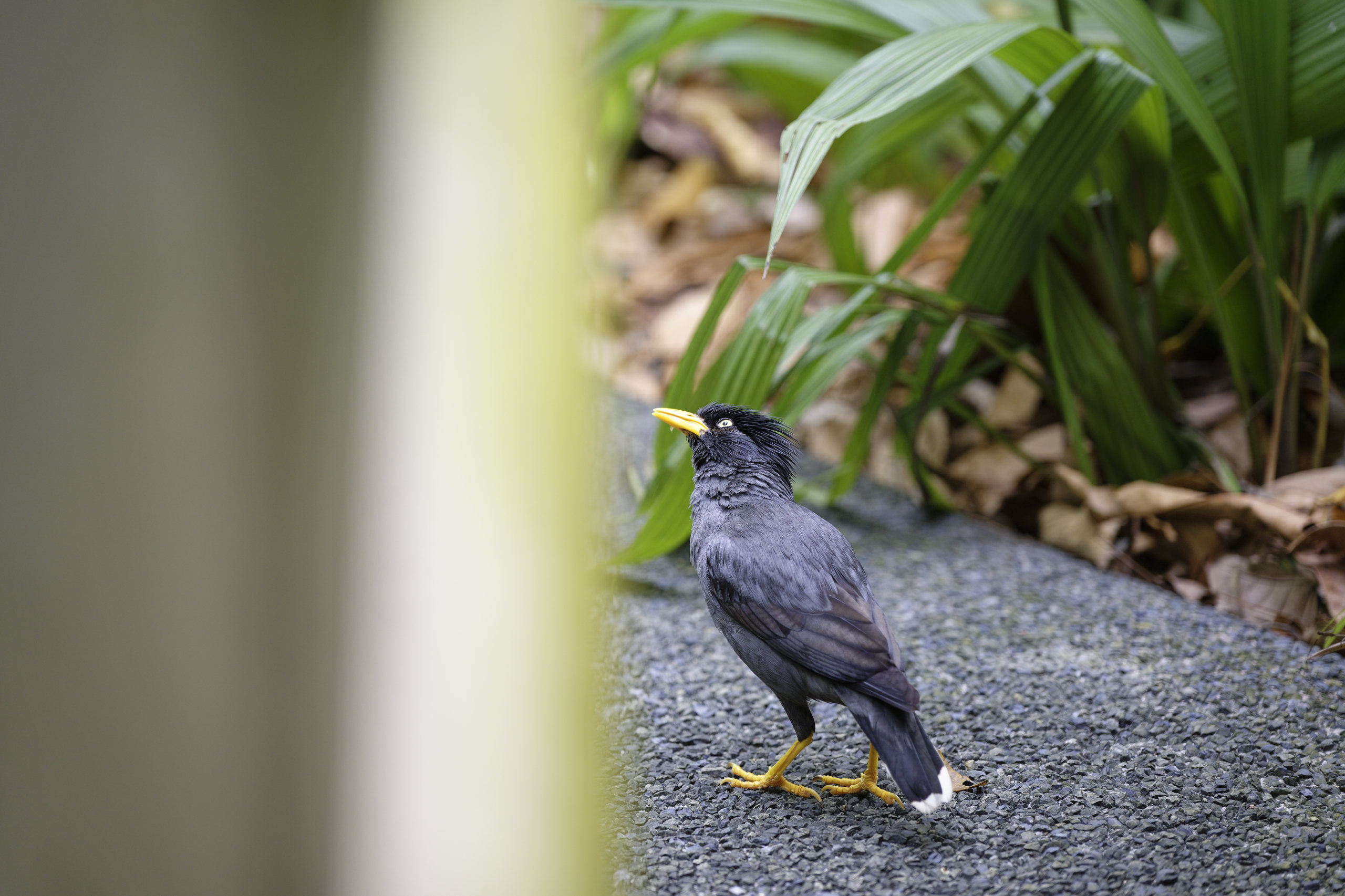 Javan myna (Acridotheres javanicus). © 2026. This work is openly licensed via CC BY-NC 4.0