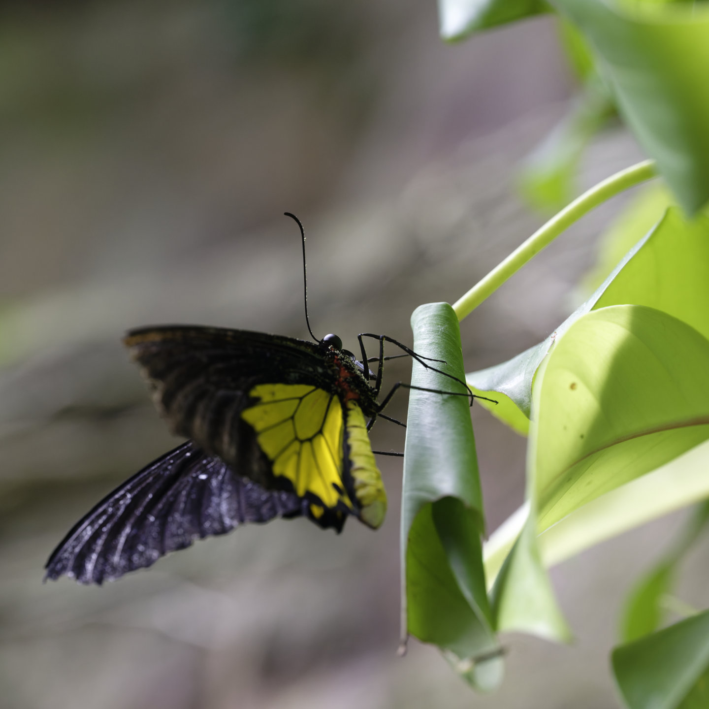 Butterfly. © 2026. This work is openly licensed via CC BY-NC 4.0