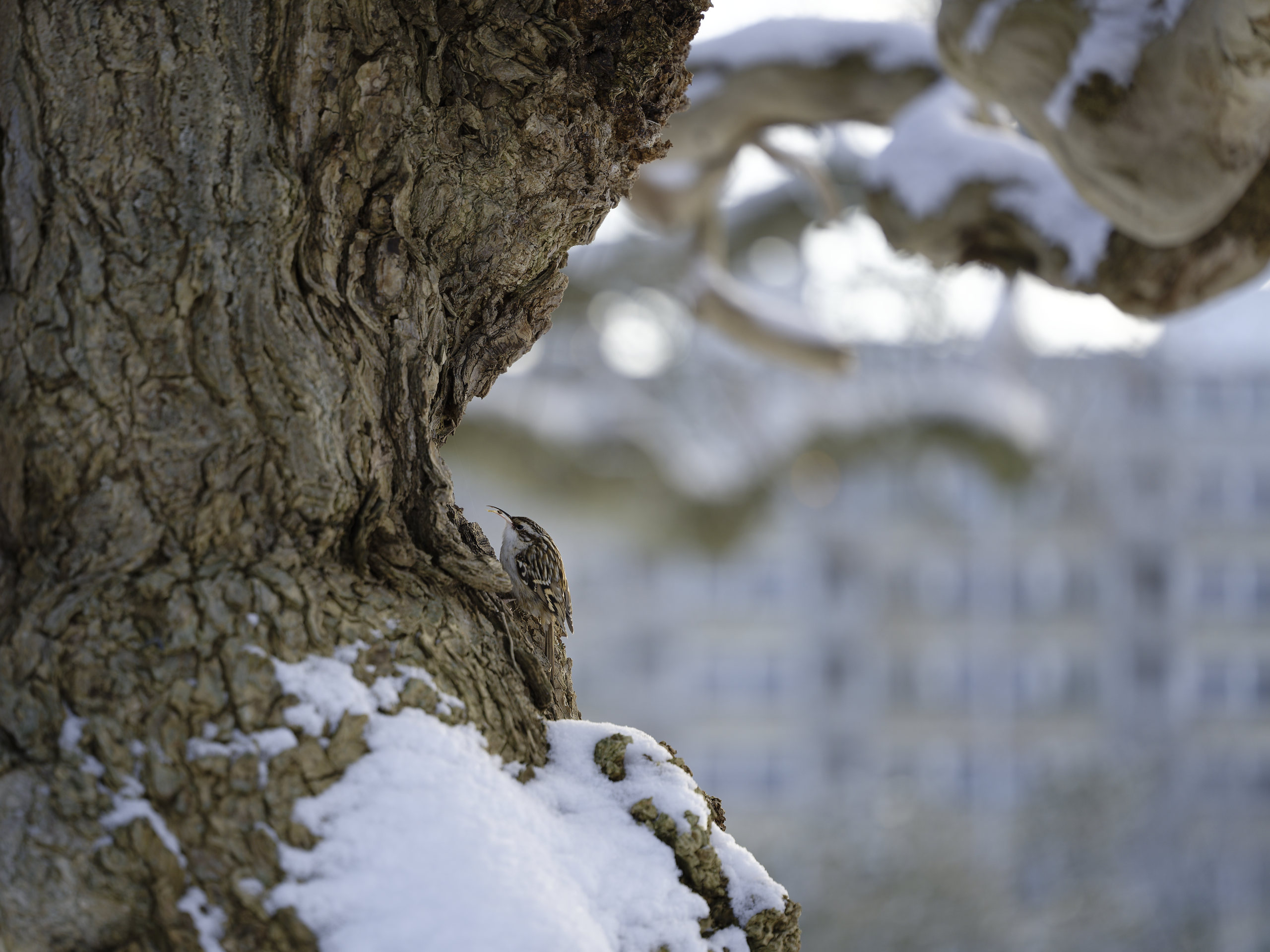 Eurasian treecreeper – they climb up trees looking for insects. © 2026. This work is openly licensed via CC BY-NC 4.0