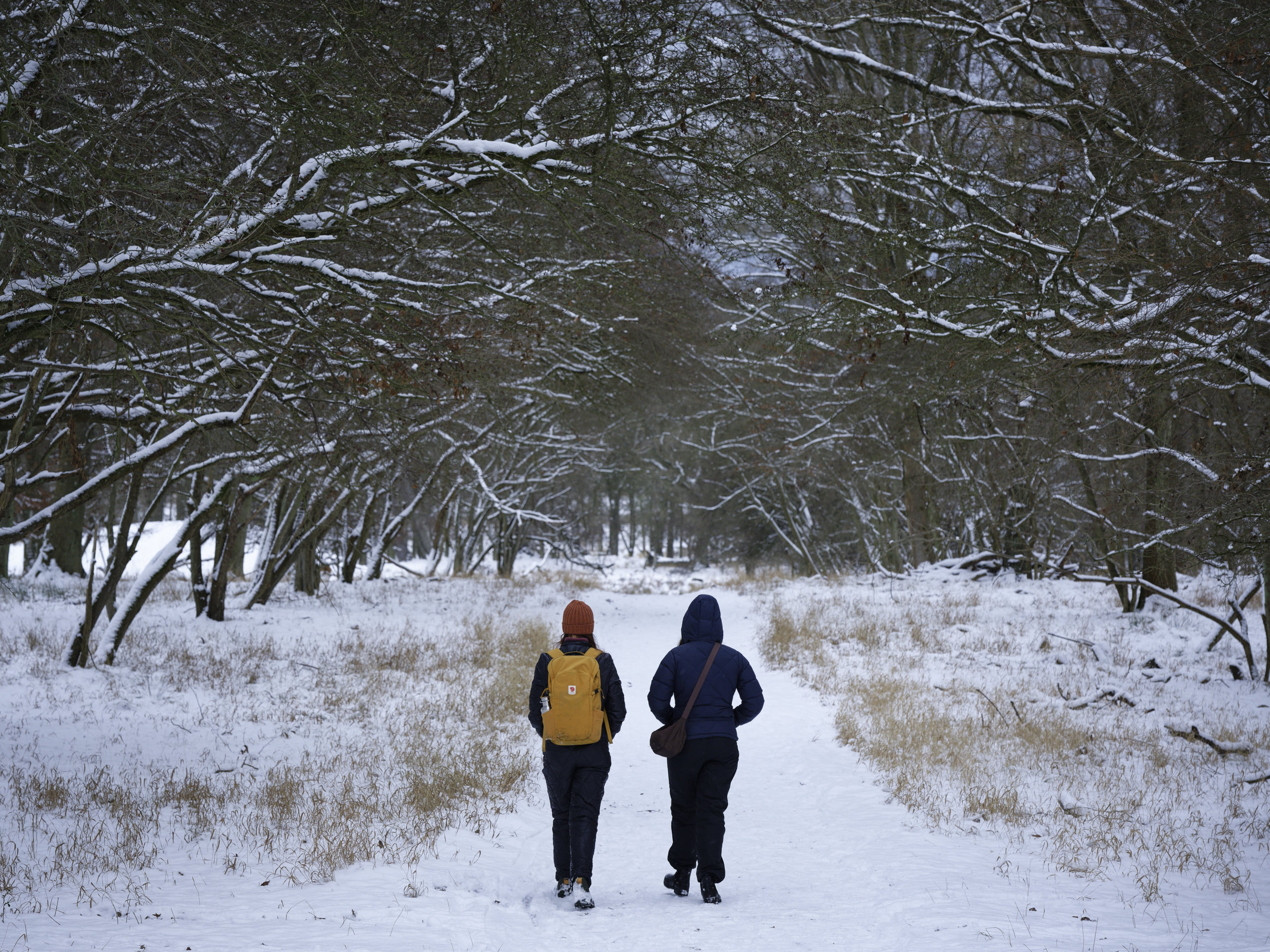 Winter walk. © 2026. This work is openly licensed via CC BY-NC 4.0